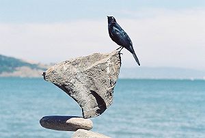 little black bird