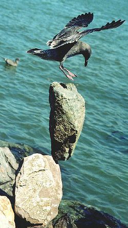 gull landing