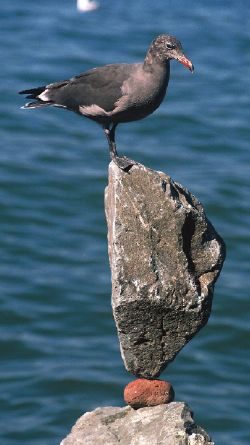 gull standing