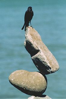 balancing black bird