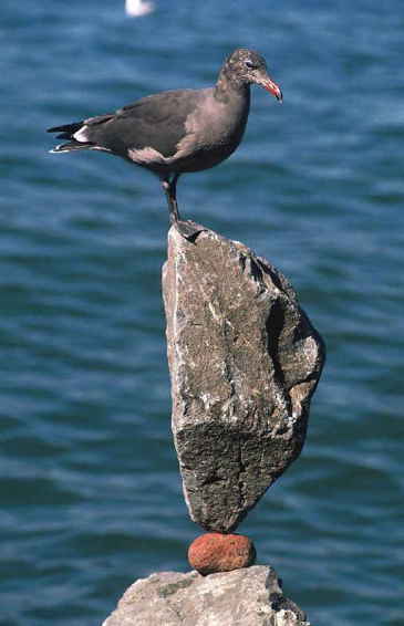 Bird balancing on balancing rocks