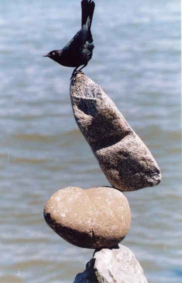 Bird balancing on balancing rocks