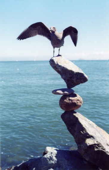 Bird balancing on balancing rocks