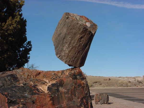Daliel's Petrified Forest Rock 1